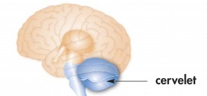 schéma de la position du cervelet